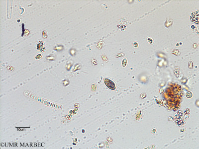 phyto/Scattered_Islands/juan_de_nova/COMMA2 November 2013/Hemiselmis sp1 (Flagellé-10).tif(copy)_thumb.jpg